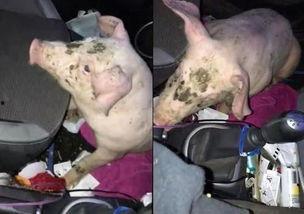 困猪图片,慵懒时光里的温馨瞬间